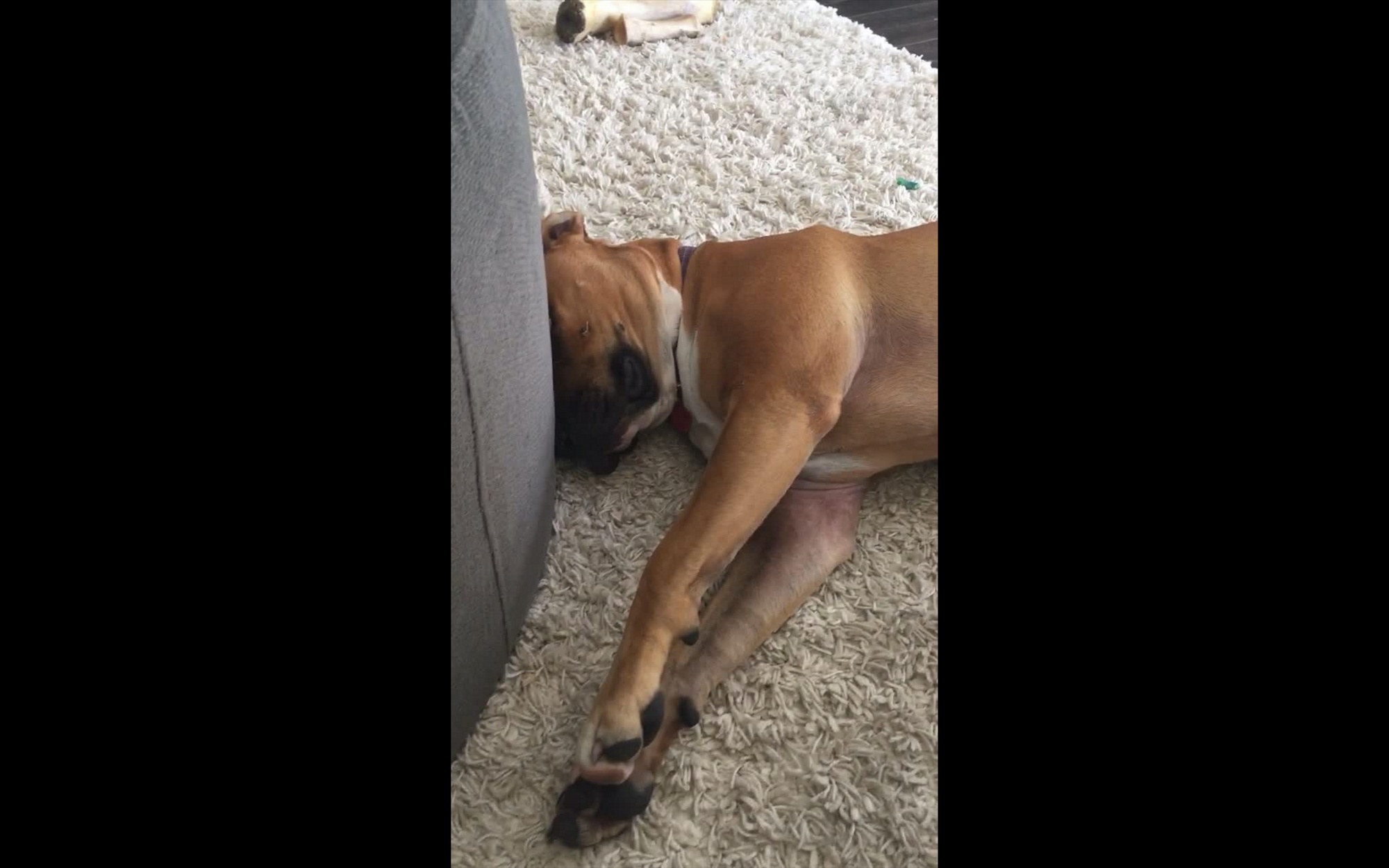 Dog Pretends To Sleep